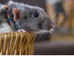 RAT GANG FOR LIFE