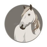 ST Country Academy Riding and Tryouts