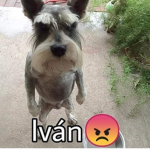 Dou XD