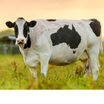Cows raid point