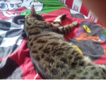 Cat soldiers win
