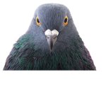 The Pidgeon Gang
