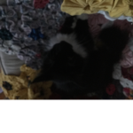 Cat fur babies rule