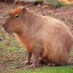we are capybaras