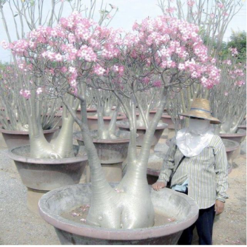 rotten ヾ(｡ꏿ﹏ꏿ)ﾉﾞ