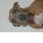Hi my dog is karma
