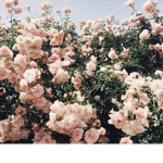 Flower.athletics