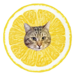 - lemonade cats -