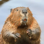BeaverBeeps storage hunters