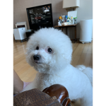 까꿍이 멍멍 ㅋㅋㄹㅃㅍ