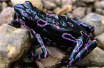 black frogs