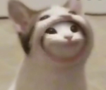 SUPER GOOD CAT UGC