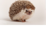 My Hedgehog squad!