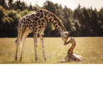 • The BloxBurg Giraffe Restaurant •