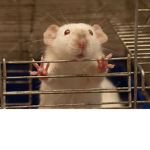 THE.RAT.COUSINS