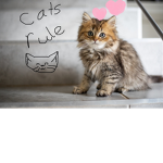 join cats forever!