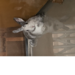 ~Sammi~Nino~