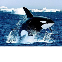 orca cart ride