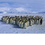 ~The Flock~