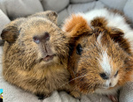 The guinea pig TEAM 2
