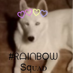 #Rainbow Sqᴜᴀᴅ homestore!