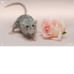 Rat.group