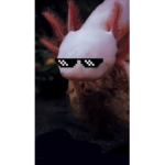 Axolotl's are the best pet