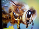 Bees come