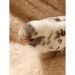 Fluffy The Bird