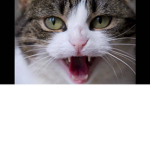 CAT ARMY/CAT KINGDOM!!