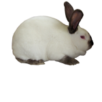 rabbits bunnys united