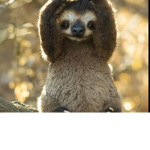 Sloths Fan Club.