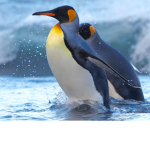 Thick Penguin