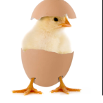 ÇHIĆKËÑ ËGGŠ