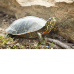 the turtles love