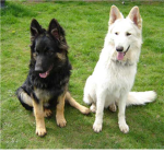 ♥ White German Shepherd Owners/Fans Club ♥