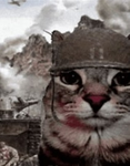Cat army542