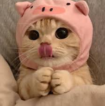 ~cats cute and soft<3