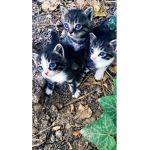The Cats :p
