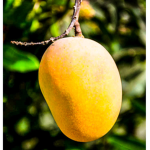 MANGO H-TEAM