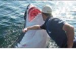 Punching Sharks is your LIFE