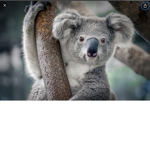 koalas are gangsters