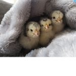 Nugget squad.