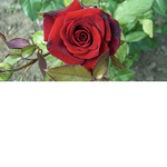Rose is ugly