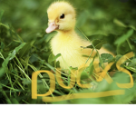 Small Ducks