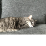 the kitty masters