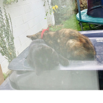 #Cat love