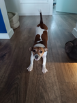 AURA DOGGO