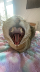 catsfvr