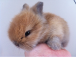 Aesthetic Kawaii Bunny Cosplay Group